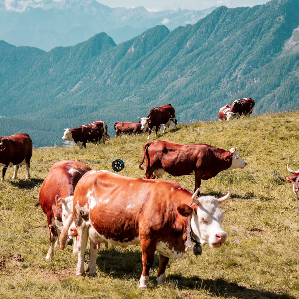 Azienda AgricolaBAGNOD